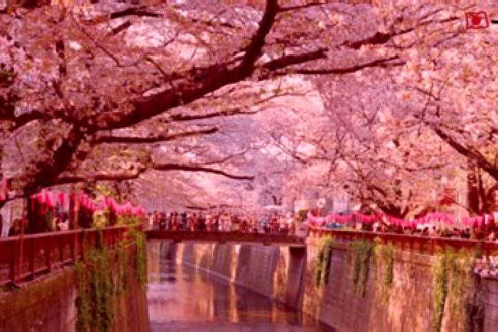 Cialis cialis tadalafil 20mg buy online tablet