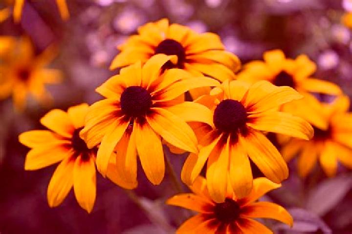 Cialis how long does cialis 20mg last pharmacy