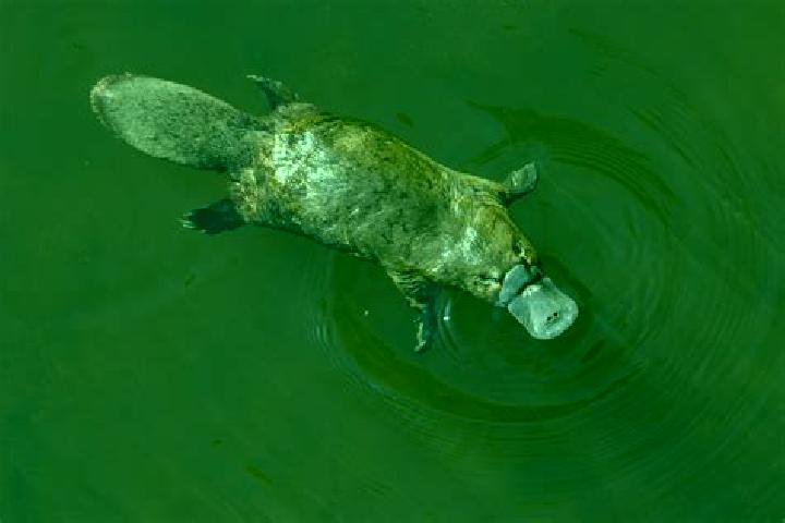 Cialis over the counter viagra or cialis medication