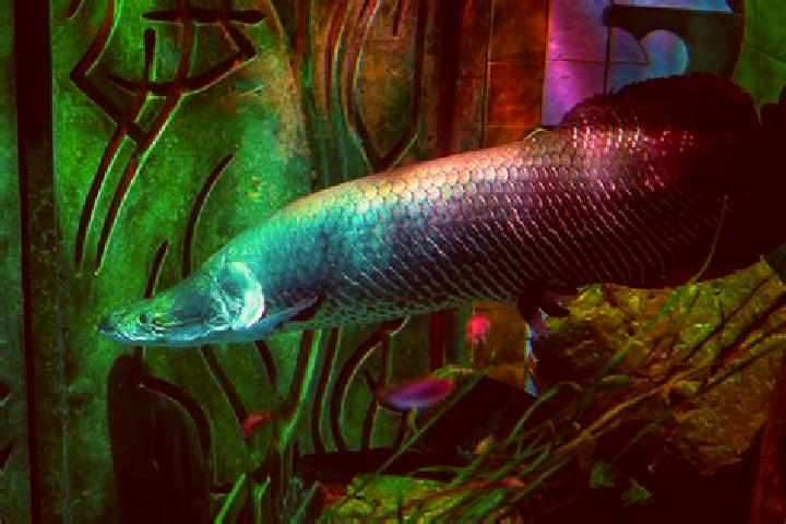 Diclofenac medication