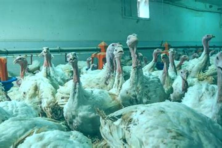 Kamagra pastile kamagra pareri tablet