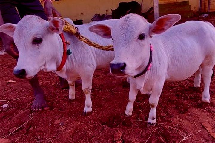 Lasix can you drink alcohol while taking lasix pills