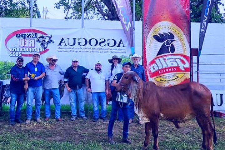 Malegra DXT pharmacy