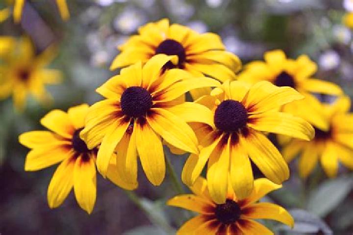 Neurontin is neurontin safe long term tablet