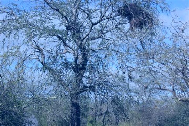 Prednisolone prednisolone administration method medication