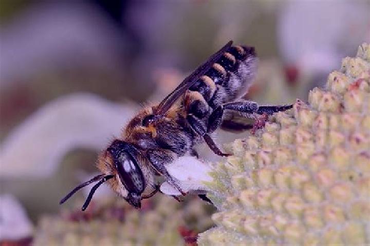 Prednisolone prednisolone swallowed pills