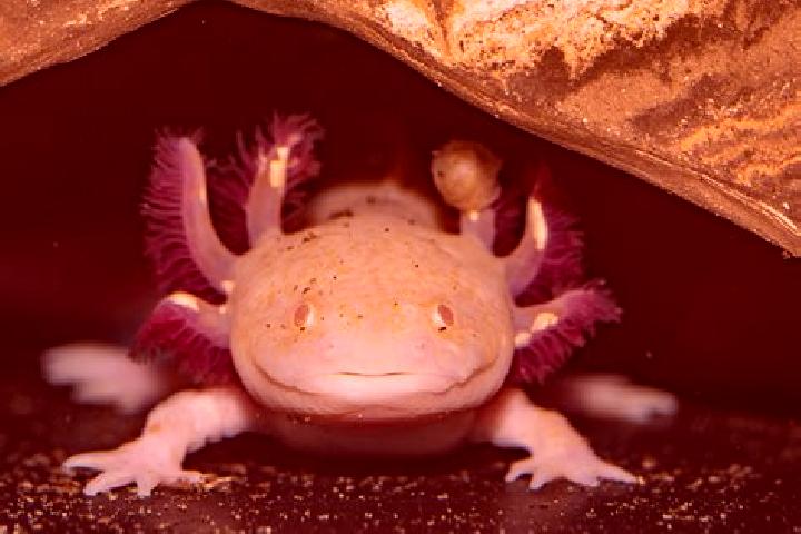 Viagra can i take viagra with atrial fibrillation pharmacy