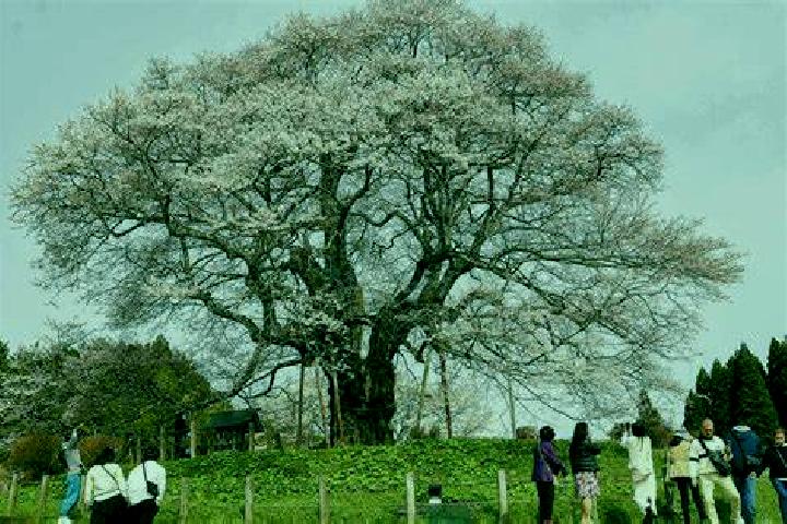 Viagra whats viagra for pharmacy